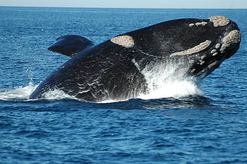 טיול בארגנטינה שייט לוויתנים